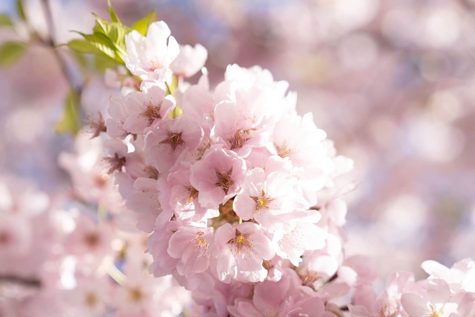 桜の写真