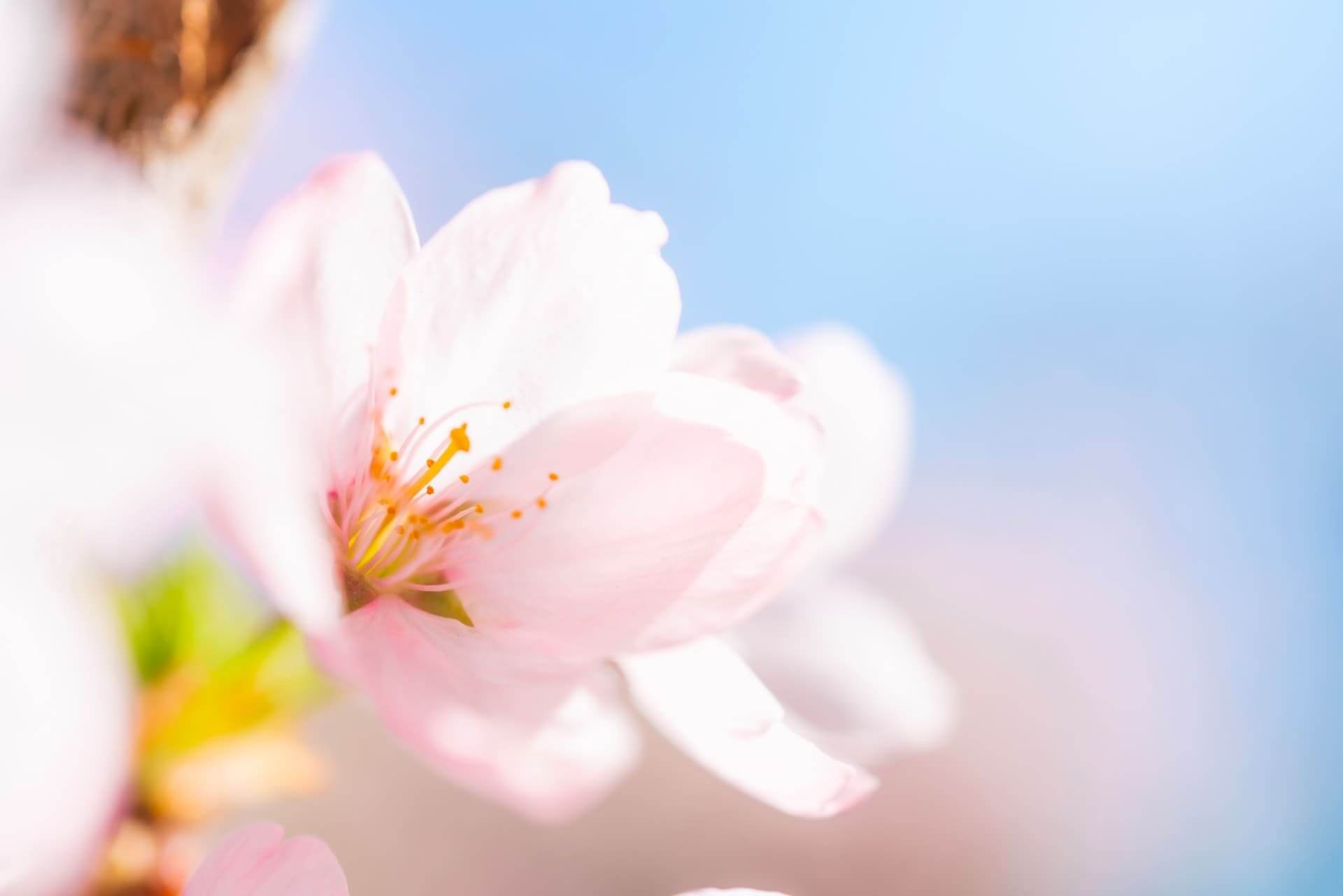 桜の写真